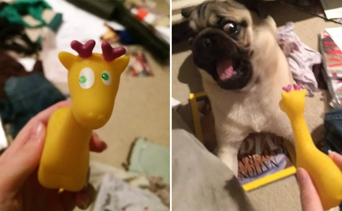 20 Dogs That Are Completely Terrified Of The Funniest Things