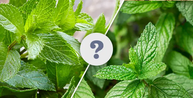 What’s The Difference Between Spearmint And Peppermint?