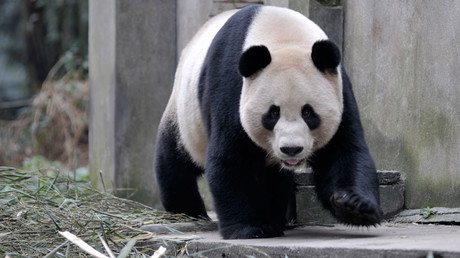 Giant Panda Mom Severely Mauls Nature Reserve Worker In China — RT News