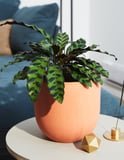 Environment - All The Houseplants That Are Good For You, Your Home, And Most Importantly, Your Pets!