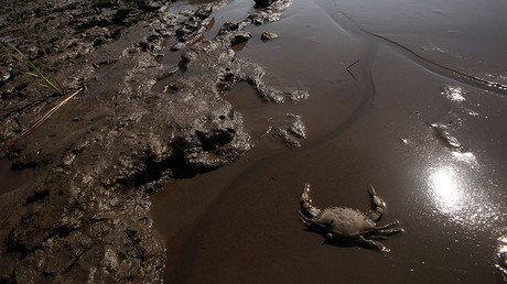 1,000s Of Sea Creatures Wash Up In Canada, No-one Knows Why — RT News