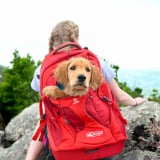 Raise The Woof! 50+ Pet Travel Products That Make Summer Vacations A Lot Easier