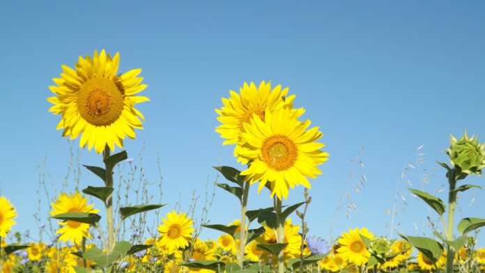 Sunflowers - ITotD On Summer Break | Interesting Thing Of The Day