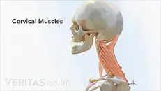 cervical spine - Medical Minute: Spine Health