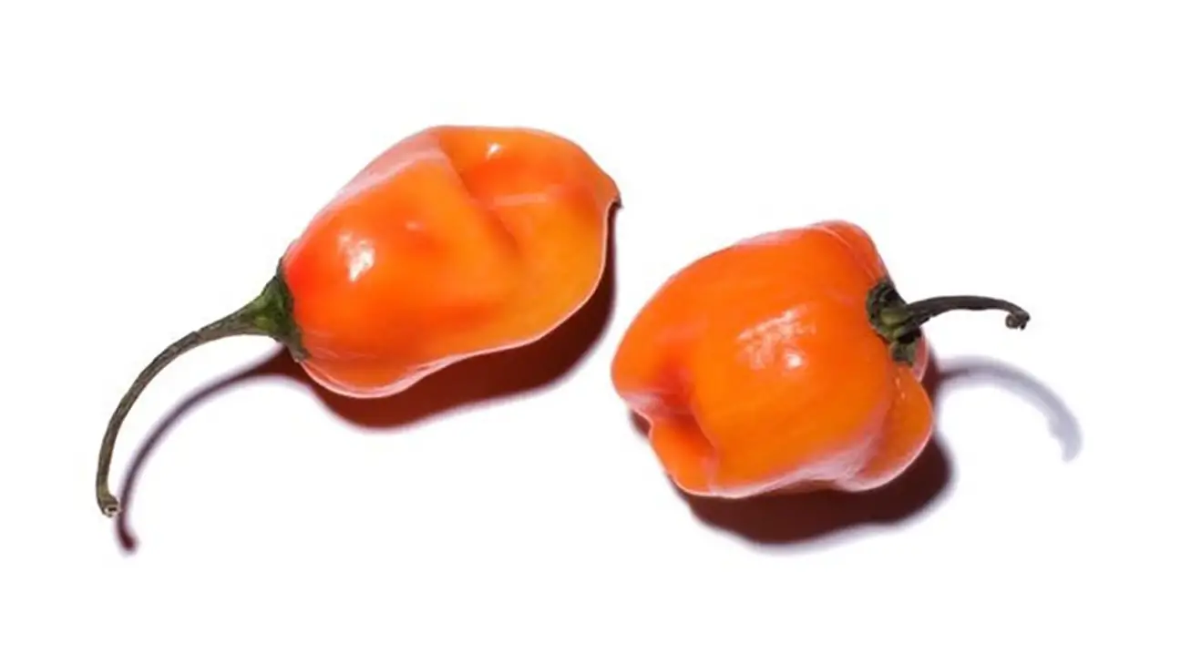 Habanero chiles - A Sizzling Hot Field Guide To Peppers — And Where They Fall On The Spiciness Scale