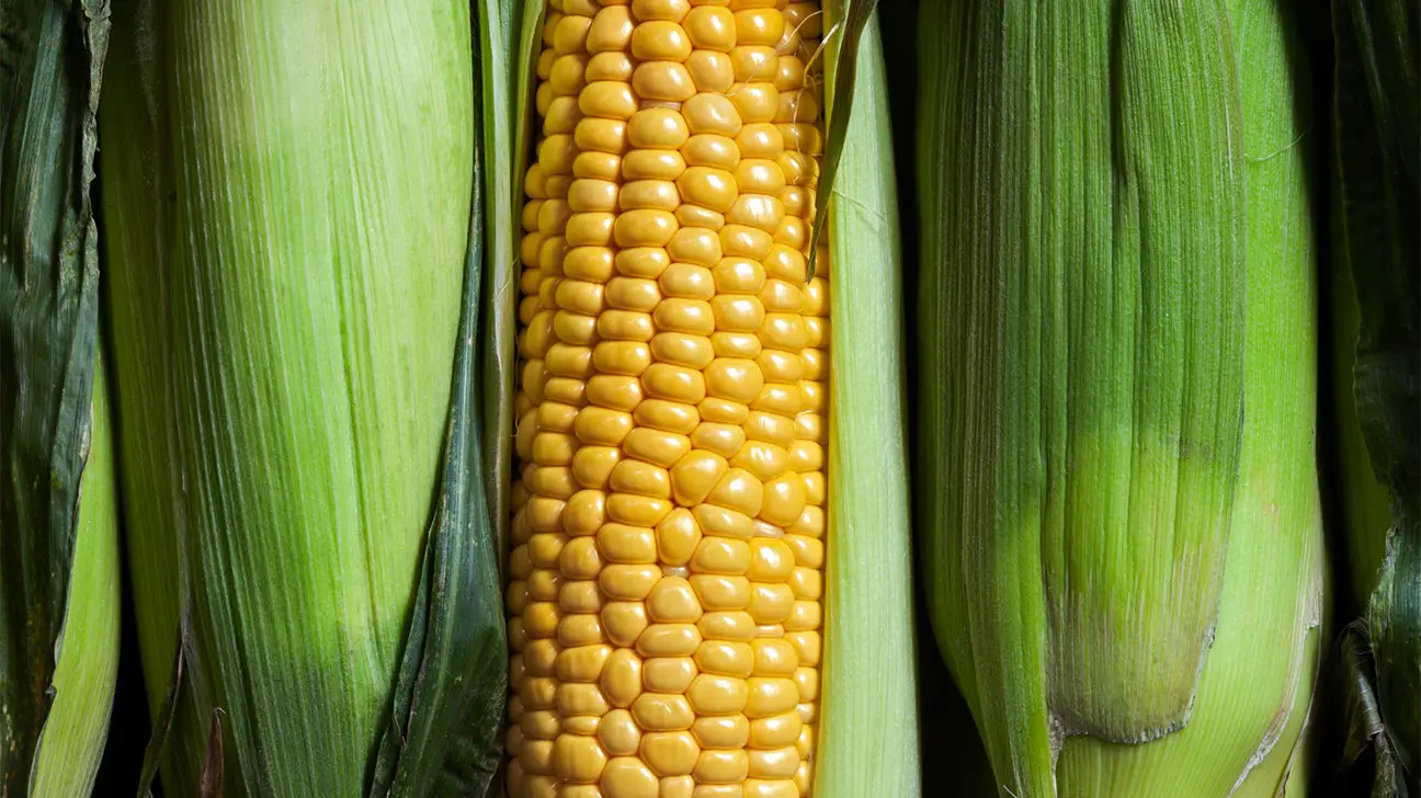 corn - It's Corn! How Long To Boil Corn