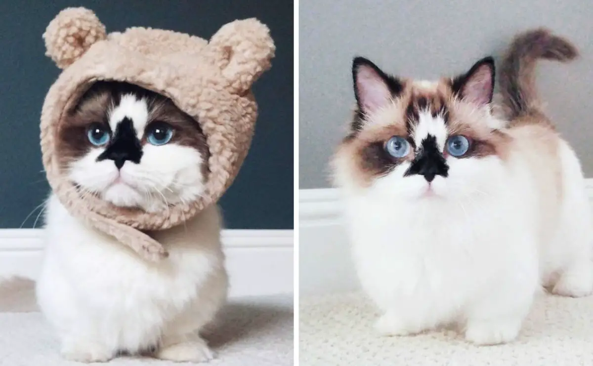 Meet Albert, The Cutest Munchkin Cat On The Internet
